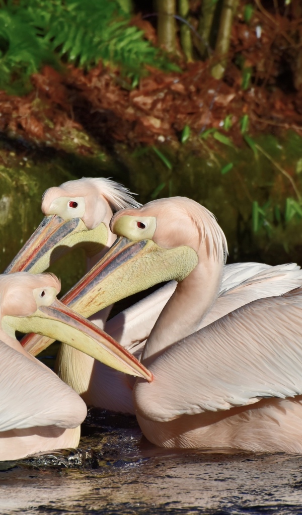 Пеликаны сидят в воде