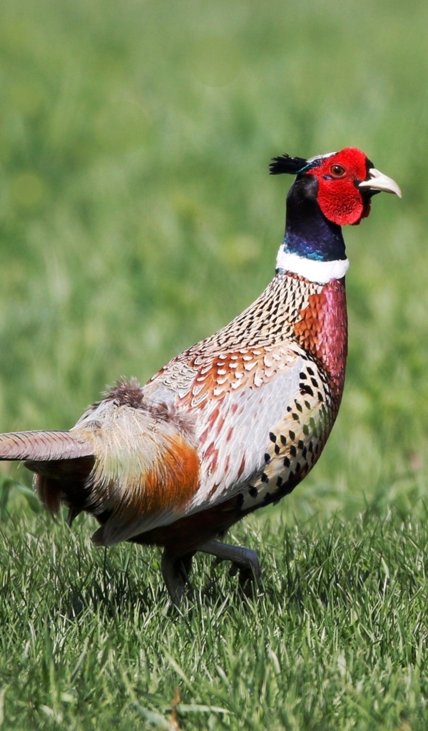 Фазан гуляет по зеленой траве