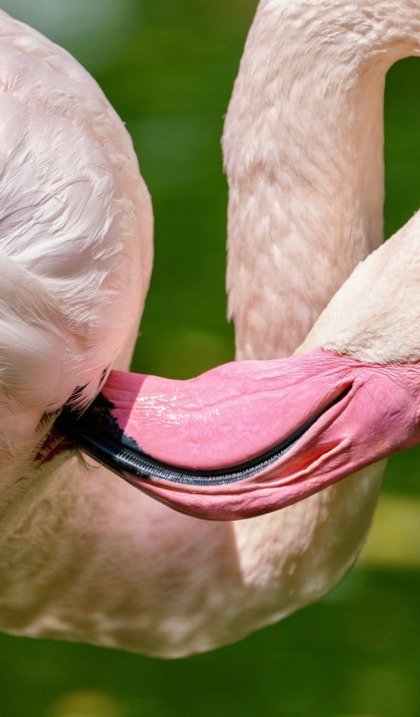 Розовый фламинго чистит перья клювом