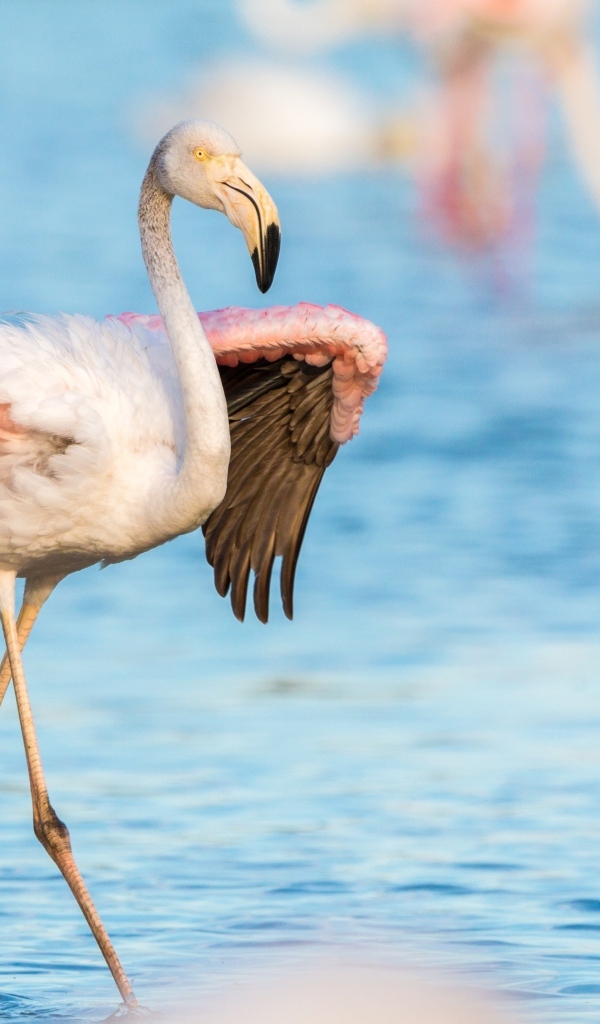 Розовый фламинго расправил крылья в воде