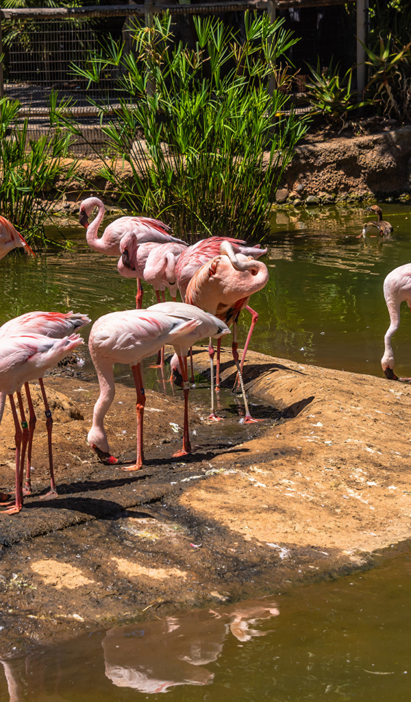 Розовые фламинго в зоопарке у пруда