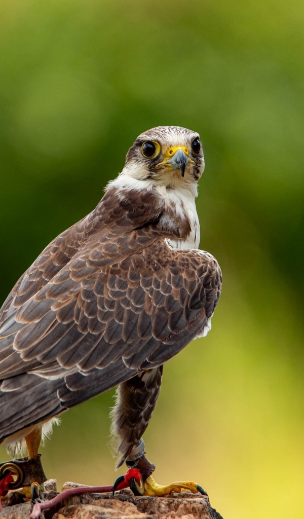 Хищный сокол охотится на камне