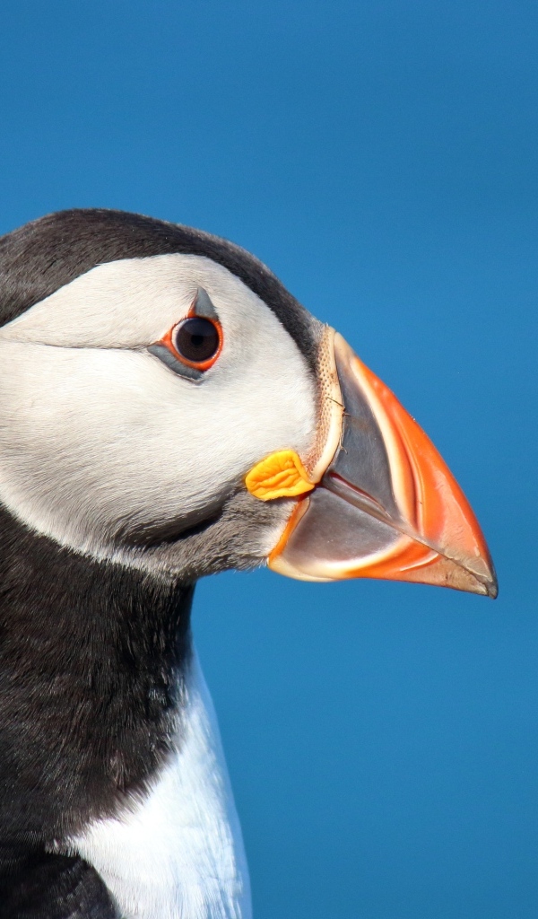 Голова тупика на голубом фоне 