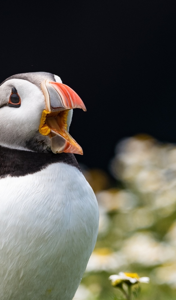 Тупик с открытым клювом в цветах 