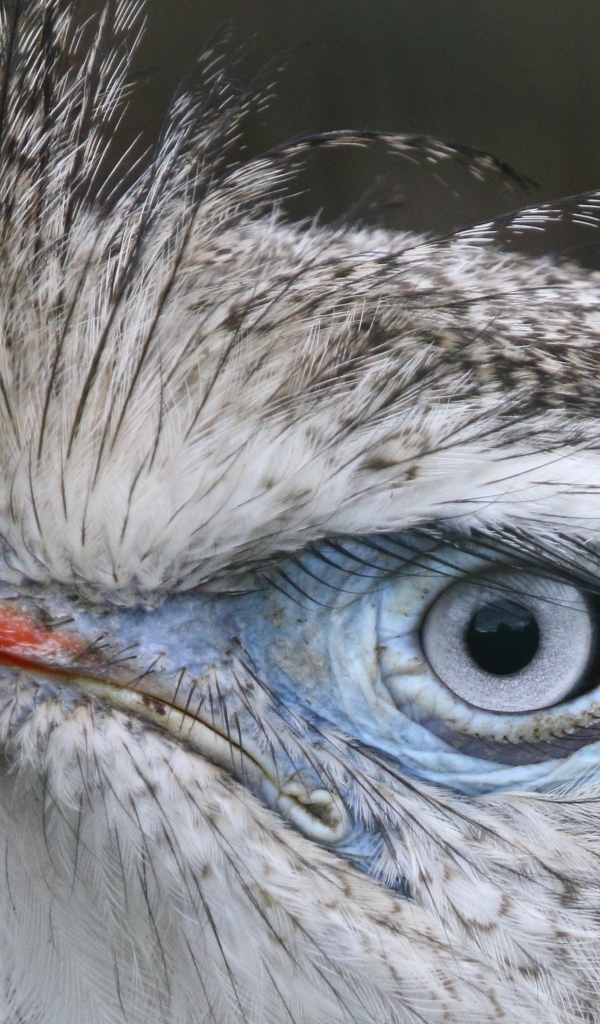 Хохлатая кариама с красным клювом