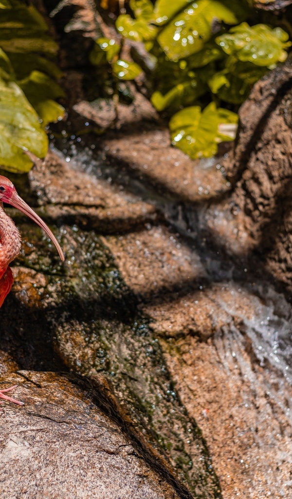 Красная птица ибис стоит на камне у водопада