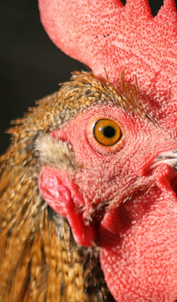 Голова петуха с красным гребнем