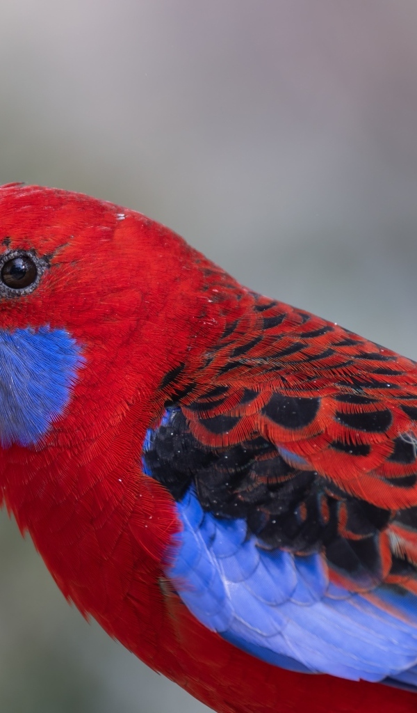 Разноцветный попугай розелла