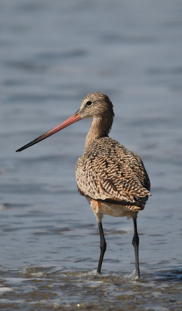 Птица кулик охотится  в воде
