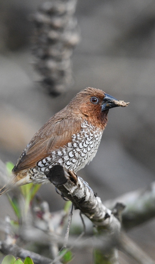 Птица чешуйчатая муниа сидит на ветке