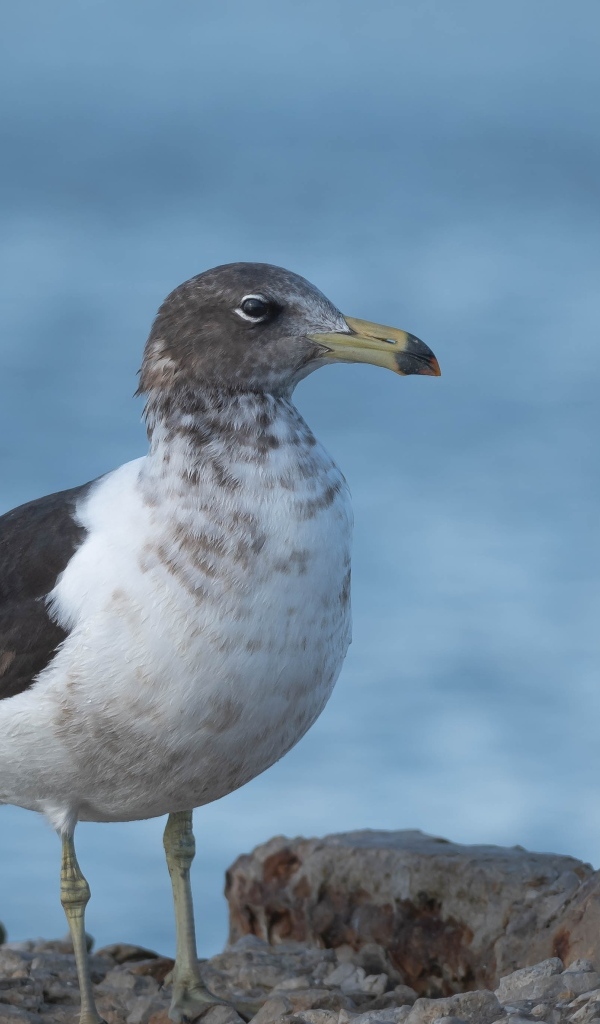 Чайка сидит на камне у моря