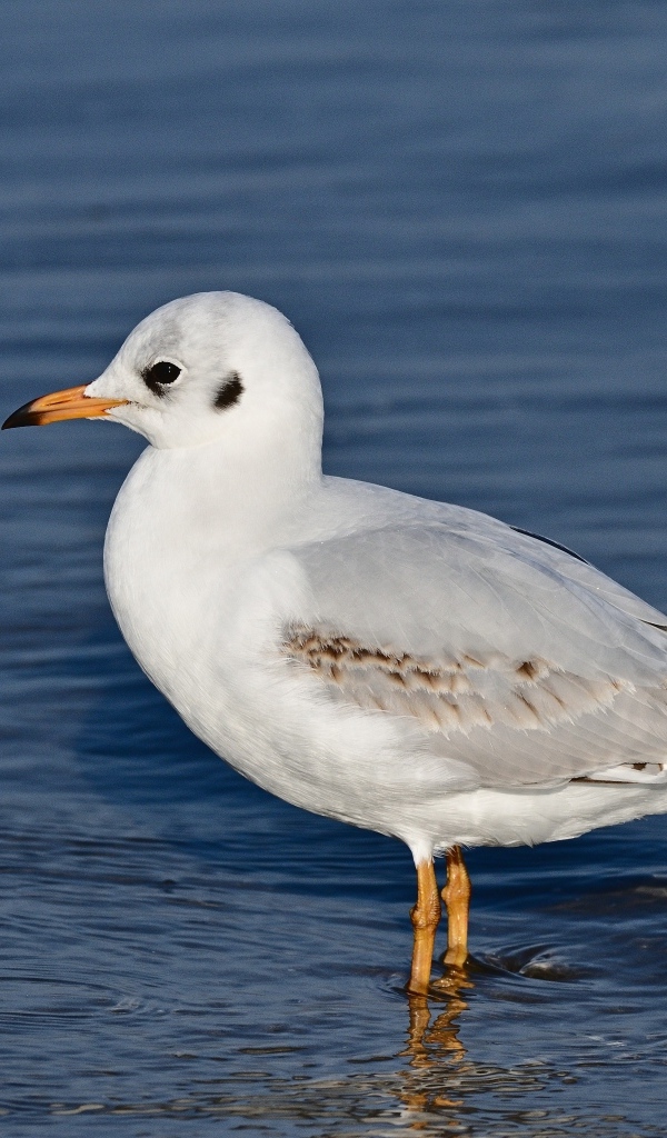 Чайка стоит в воде