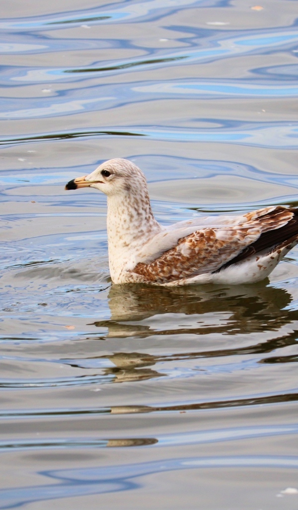 Чайка плавает в воде 