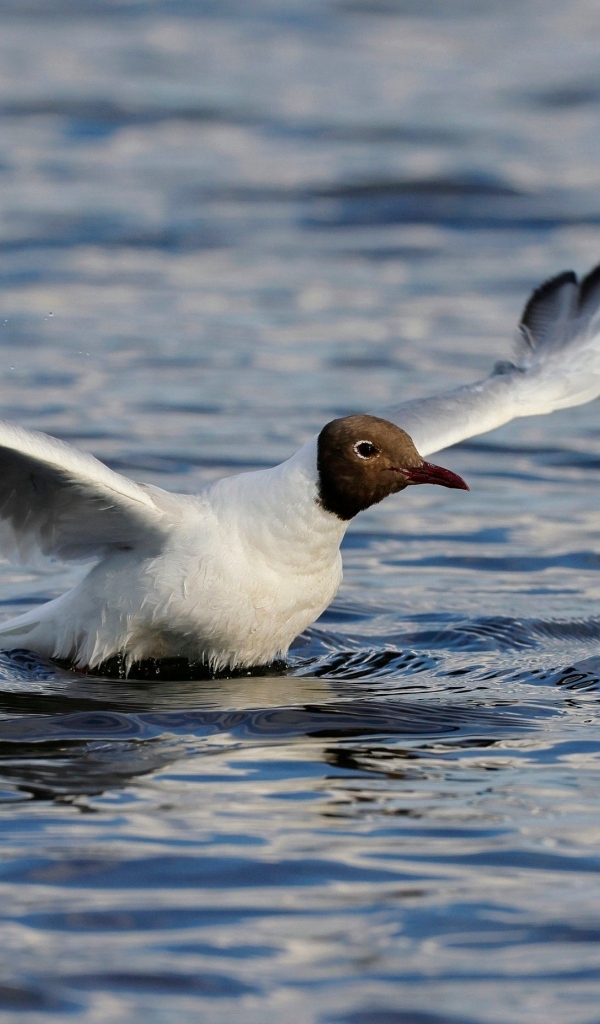 Чайка с расправленными крыльями в воде