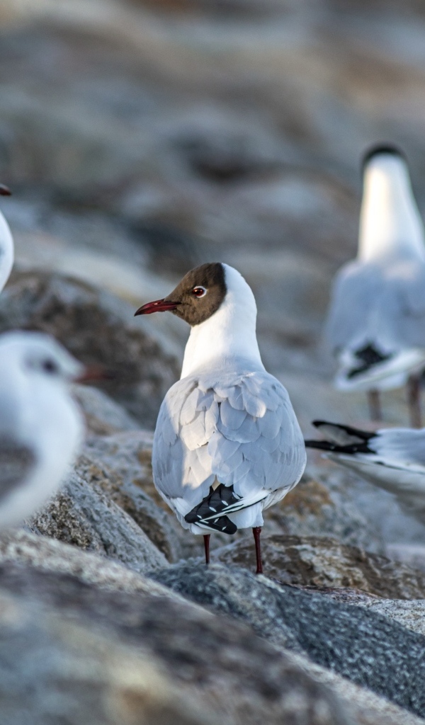Чайки отдыхают на камнях у моря