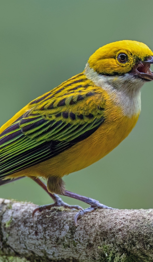 Серебряногорлая танагра сидит на ветке