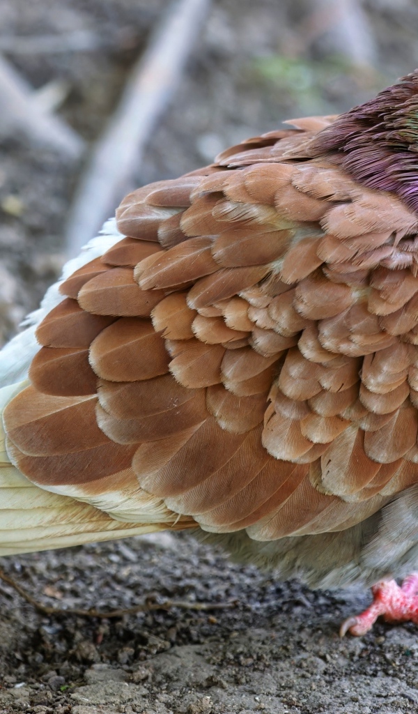 Спящий голубь на земле