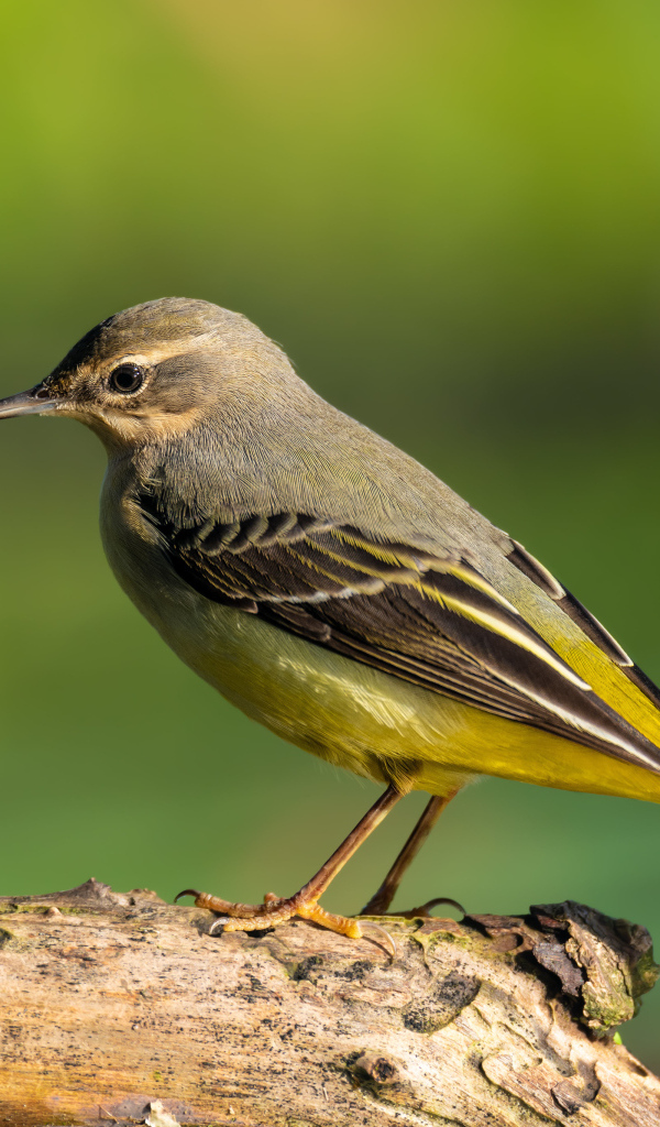 Маленькая птица Горная трясогузка сидит на сухом дереве