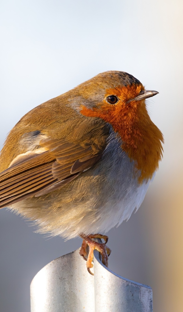 Маленькая птица Зарянка крупным планом