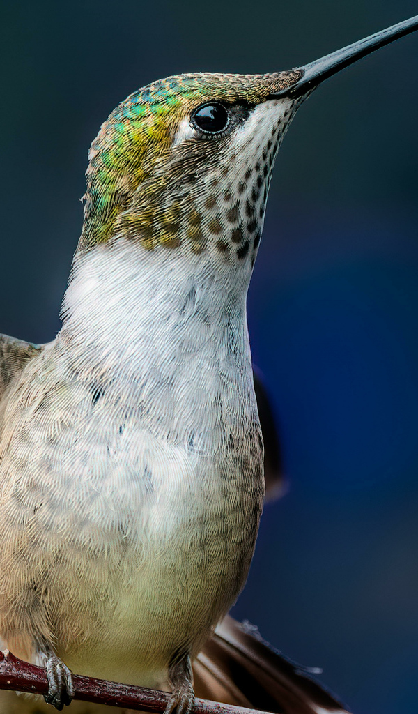 Маленькая птица колибри на ветке крупным планом
