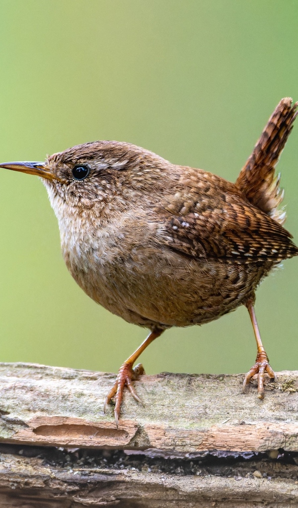 Маленькая птичка с острым коротким клювом