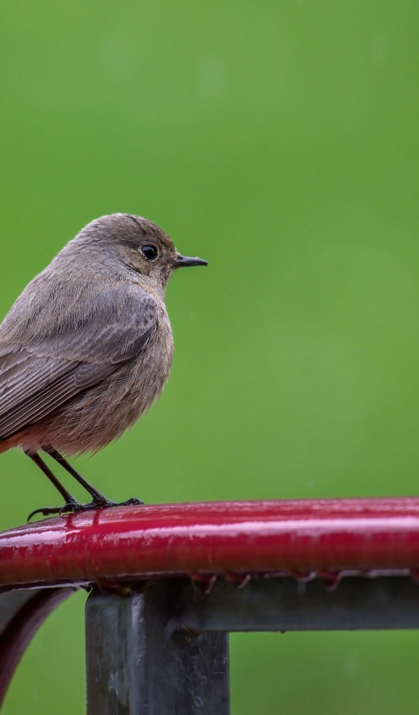 Маленькая серая птичка горихвостка  на зеленом фоне