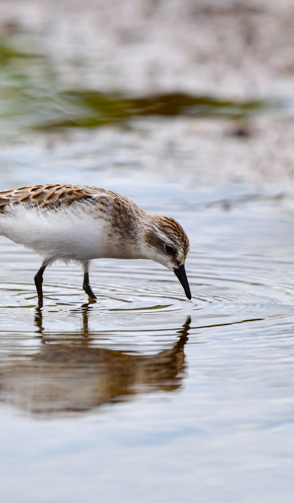 Маленький серый кулик в воде