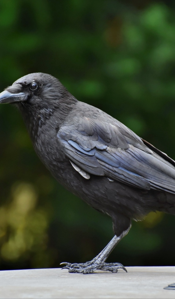 Умный черный ворон