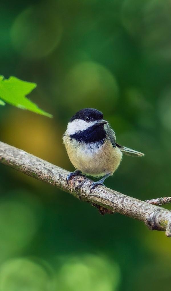 Воробей сидит на ветке дерева