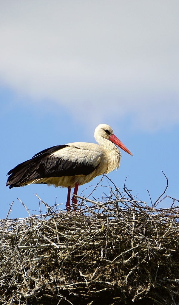 Аист сидит в гнезде на фоне неба