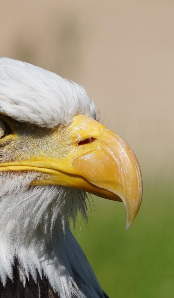 Грозный орел с острым клювом