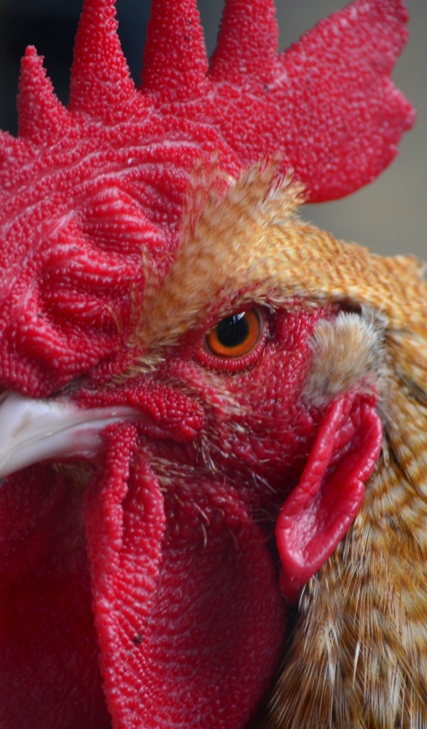 Грозный петух с красным гребнем