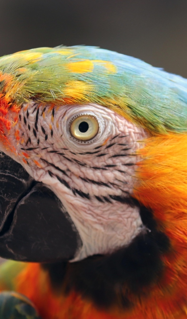 Голова большого разноцветного попугая ара