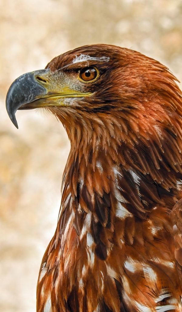 Большой острый клюв у хищного орла