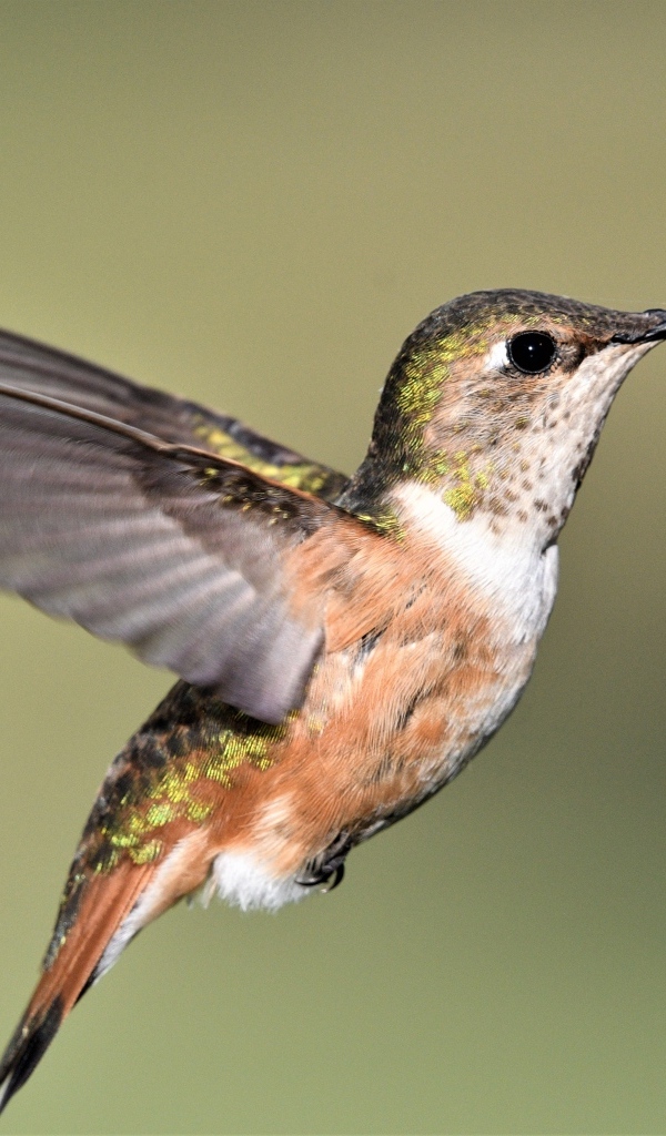 Маленькая птичка колибри расправила крылья