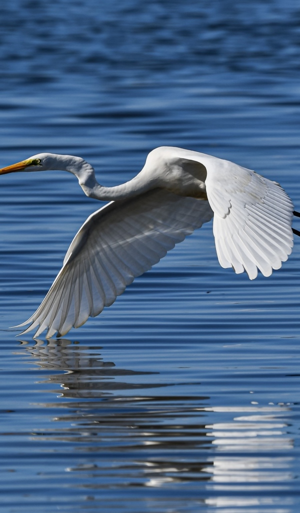 Белая цапля летит на водой