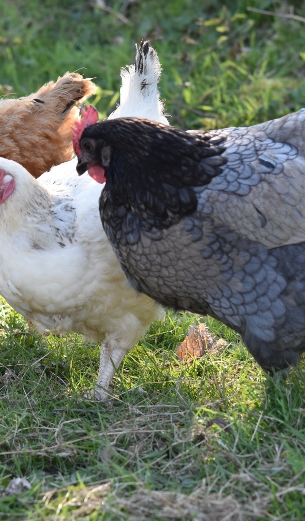 Три домашние курицы на траве