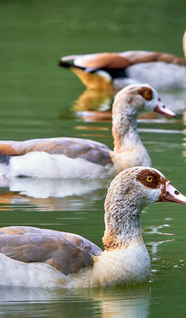 Три утки плавают в пруду