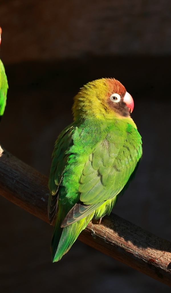 Три зеленых попугая на ветках