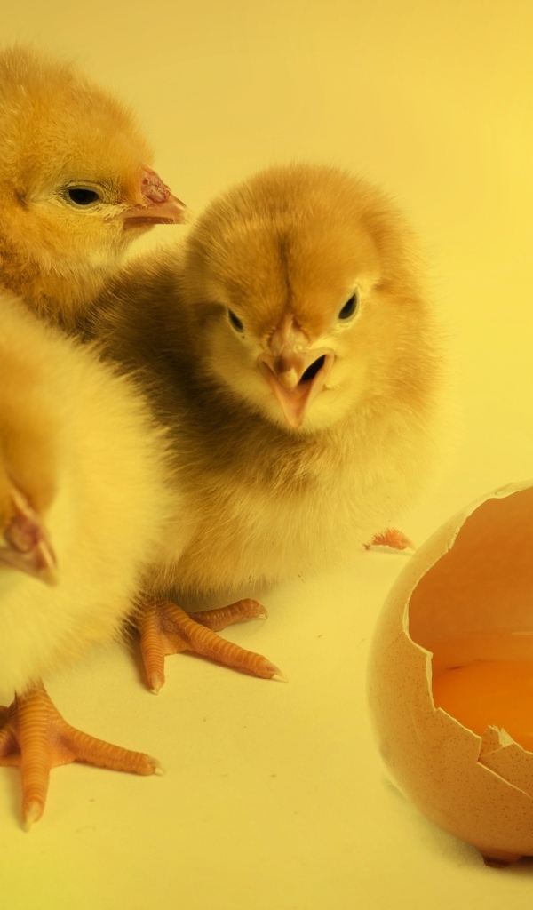 Три маленьких цыпленка с яйцом на желтом фоне