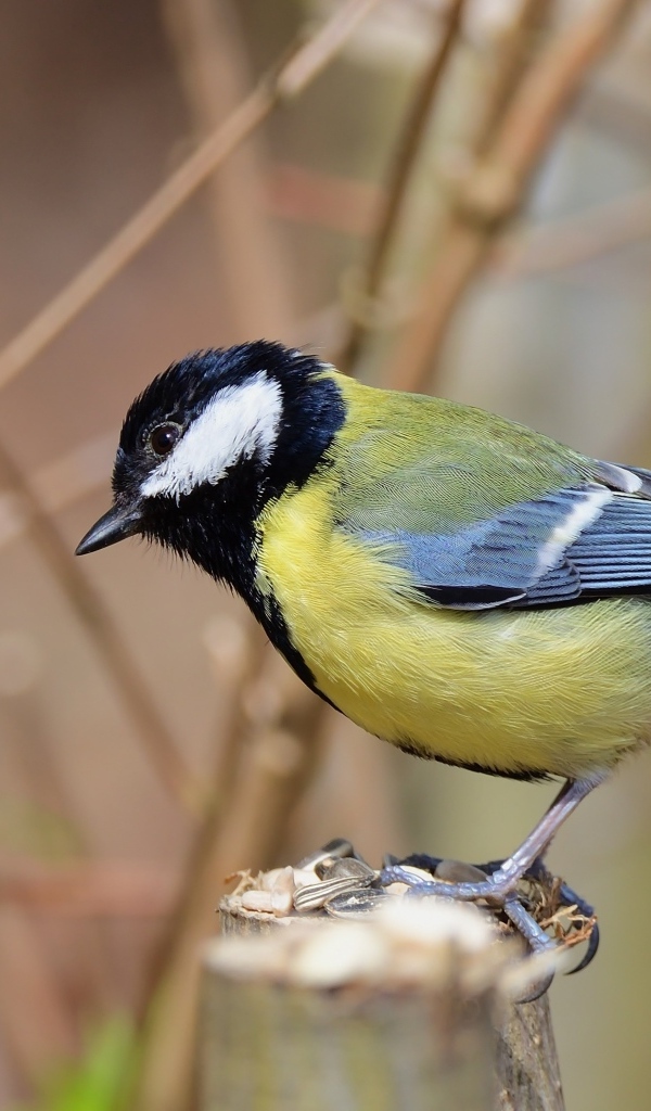 Синица на  ветке крупным планом