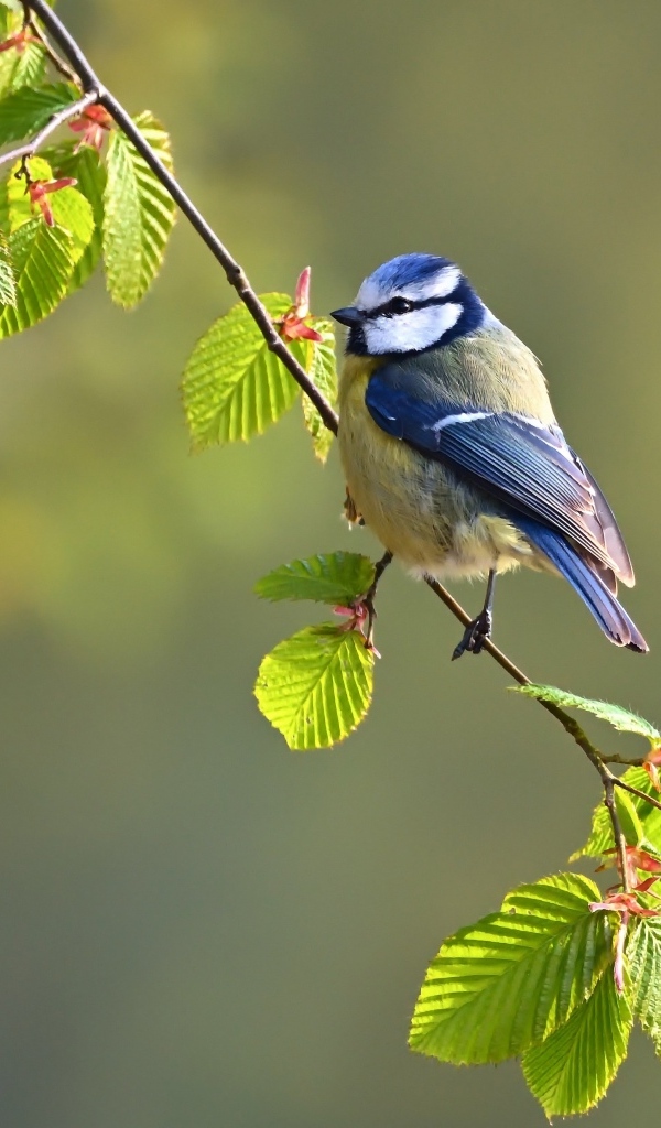 Синичка сидит на ветке 