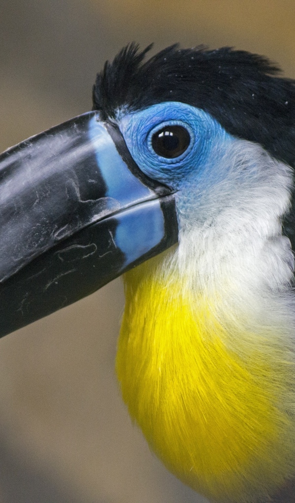 Птица тукан с большим черным клювом