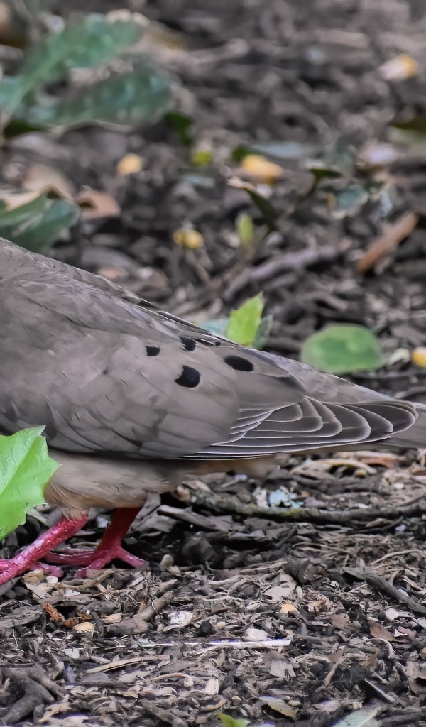 Горлица стоит на земле