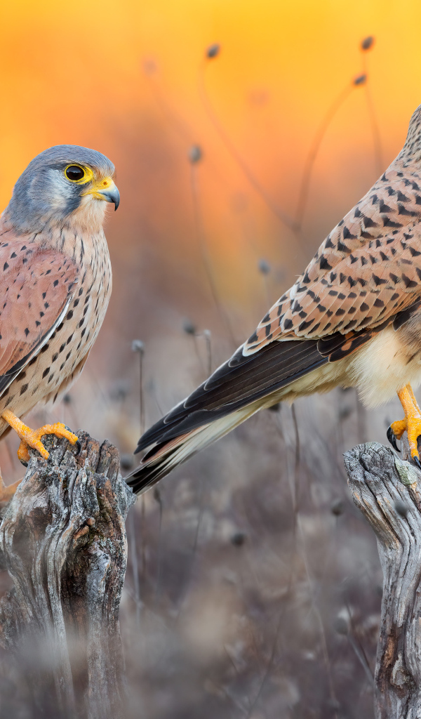 Два красивых сокола на охоте