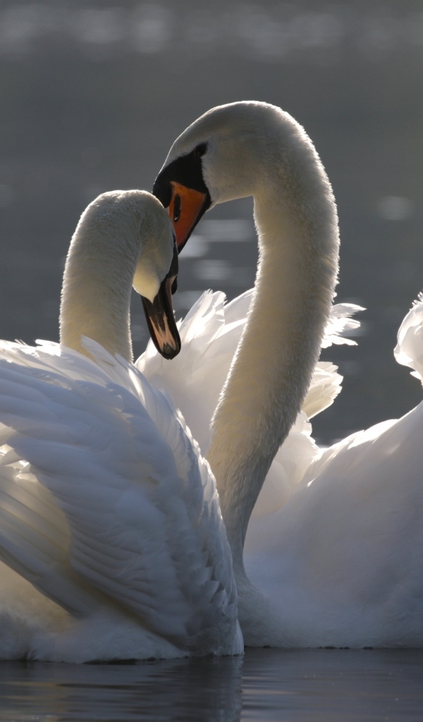 Два красивых влюбленных белых лебедя