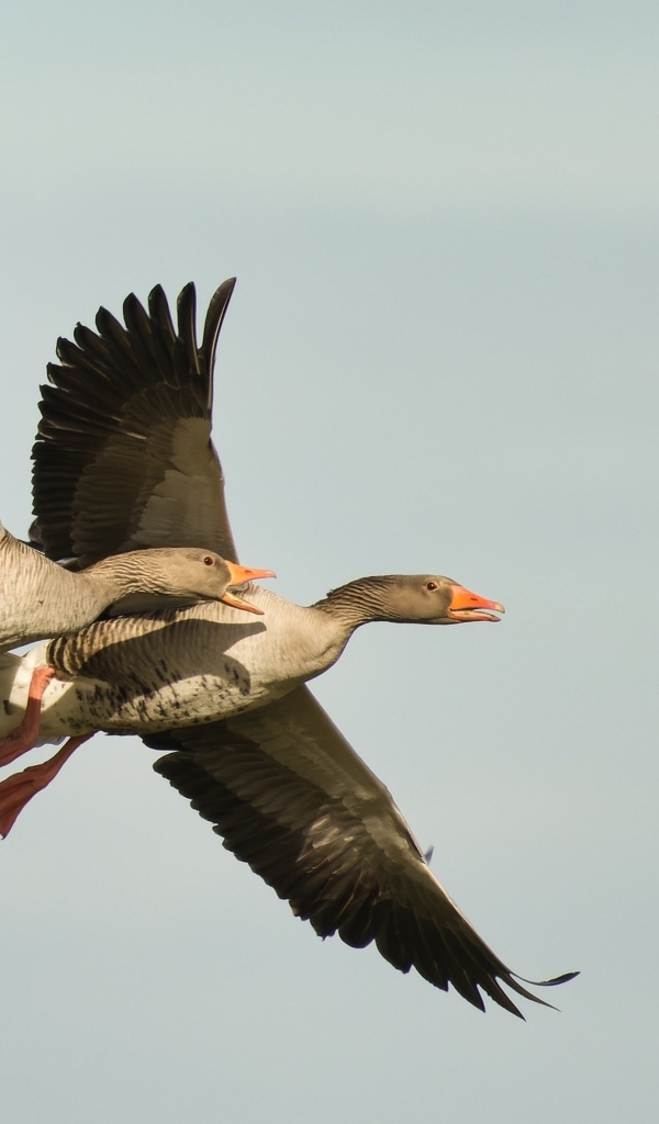 Два больших серых гуся летят в небе