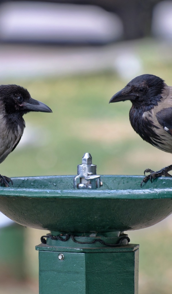 Две вороны у водопоя