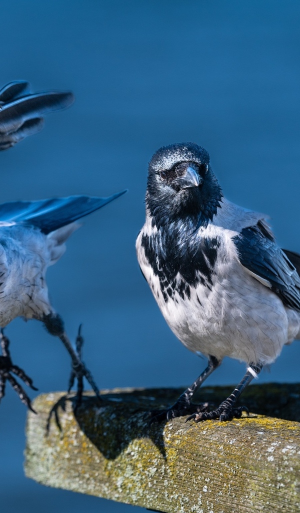 Две вороны готовятся взлететь