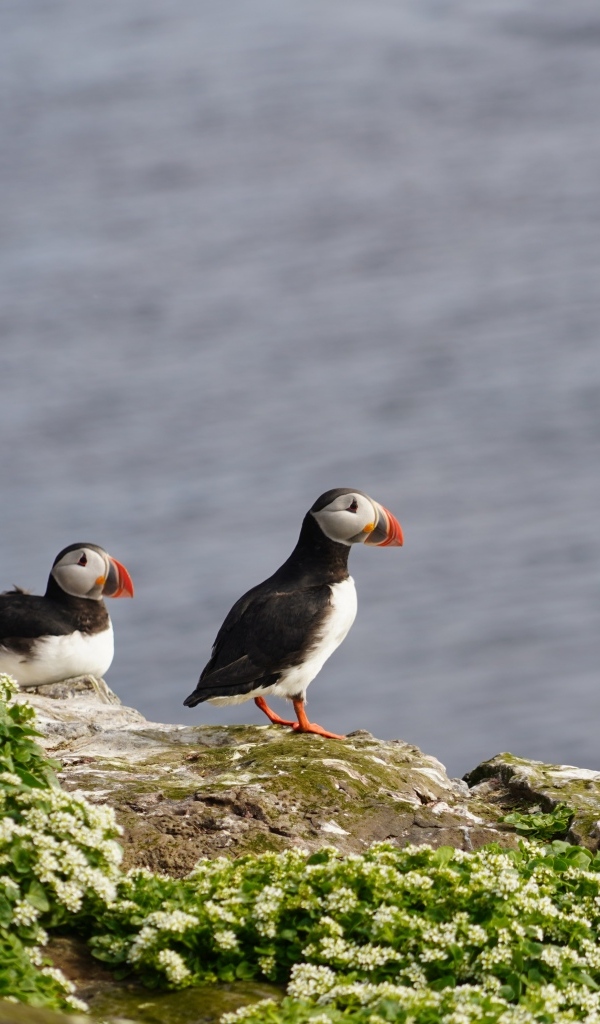Два тупика стоят на скале у моря
